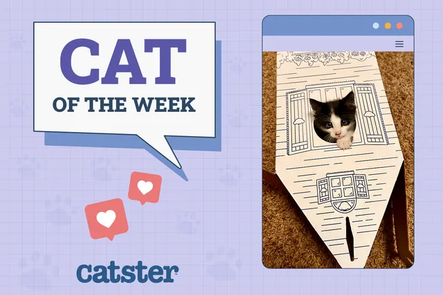 Catster Photo Contest: Cats of the Week Winners (February 5, 2026)
