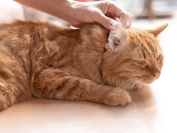 Healthy Cat Ears: 6 Vet-Verified Care Tips