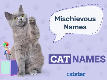 110 Mischievous Cat Names: Great Ideas for your Clever Cat