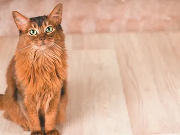 Neutered vs. Unneutered Male Cats: Vet-Verified Differences Explained