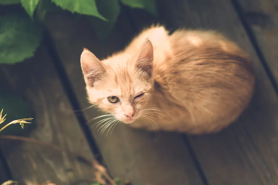 orange cat with squinted injured eye