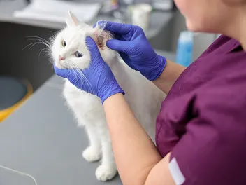 8 Vet-Reviewed Common Cat Ear Problems & How to Treat Them