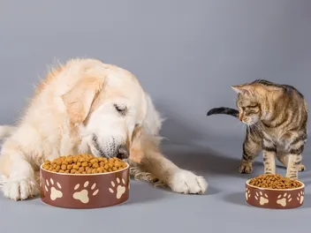 How to Stop Cats From Eating Dog Food: Tips & Tricks