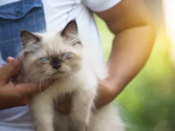 How to Tell If My Cat has a Fever: 10 Vet-Reviewed Signs
