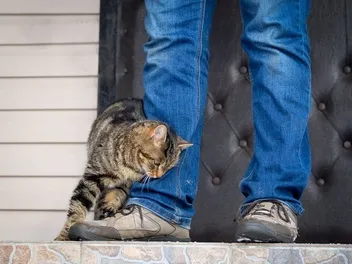 Why Do Cats Rub Against You? 4 Vet-Verified Reasons For This Behavior