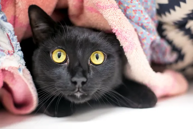 Can Cats Have Panic Attacks? Vet-Approved Facts & FAQ