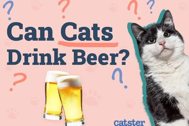 Can Cats Drink Beer? Our Vet Explains