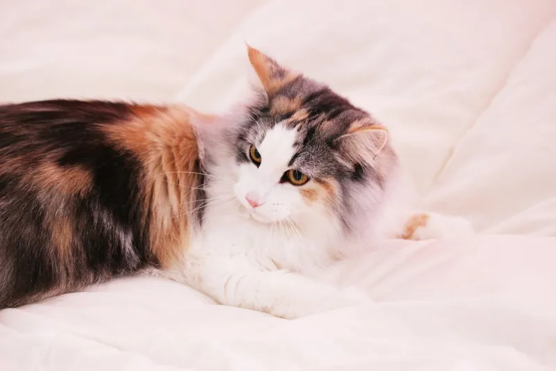 young tortoiseshell and white norwegian forest cat lying in bed