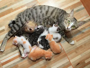 Can a Litter of Kittens Have Different Fathers? Vet-Verified Facts & FAQ