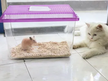 Will My Cat Eat My Hamster? Our Vet Explains