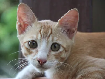 Kucing Malaysia: Breed Info, Pictures, Care & Characteristics
