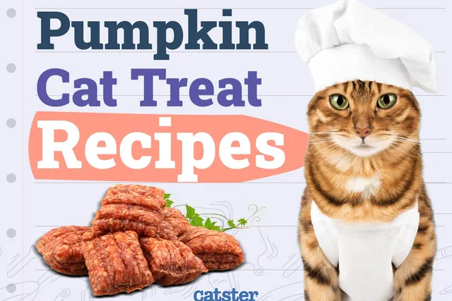 3 Homemade Pumpkin Cat Treat Recipes To Enjoy This Fall