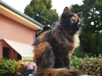 How Much Does a Tortoiseshell Cat Cost in 2026? Updated Price Guide