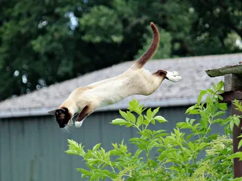 How High Can a House Cat Jump? Highest & Average Jumps