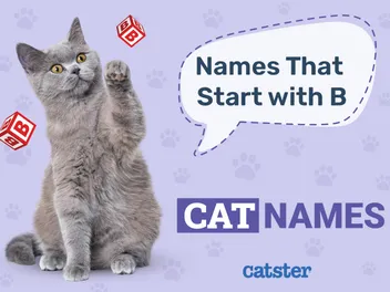 190 Cat Names That Start With B: Male & Female Picks