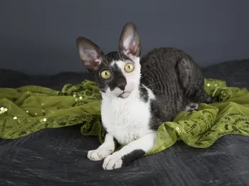 How Big Does a Cornish Rex Get? Vet Reviewed Weight & Growth Chart