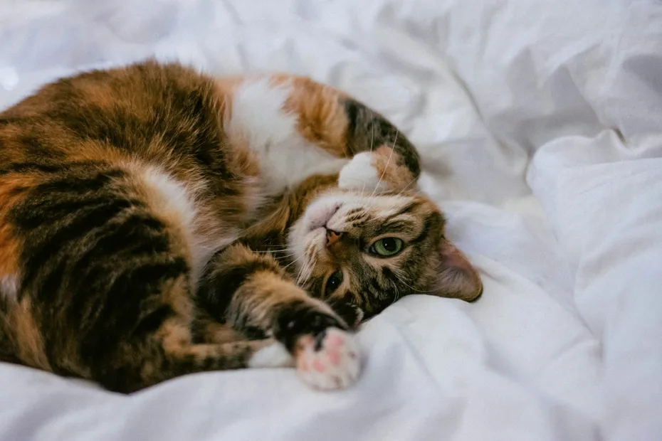 cat curling on bed