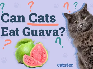 Can Cats Eat Guava? Vet-Approved Facts & FAQ