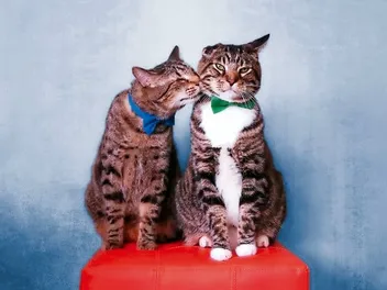 Oskar the Blind Cat Rallies for Special-Needs Pets: Interview with Mick Szydlowski