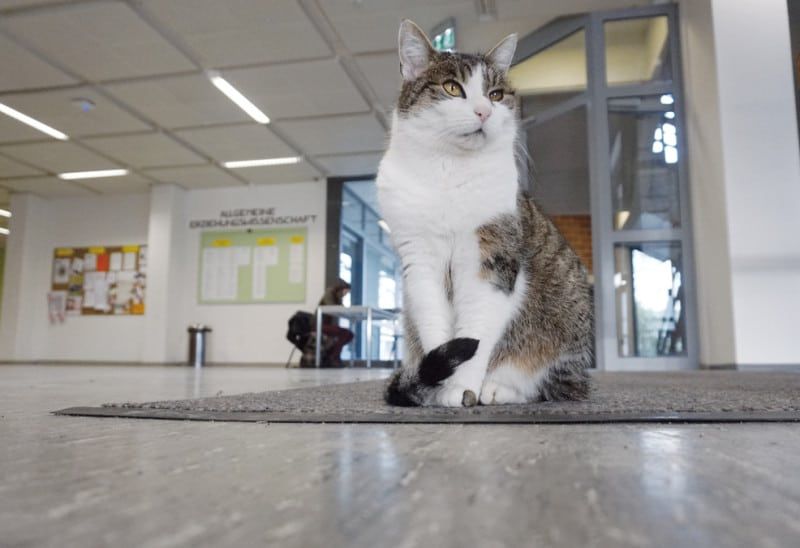 This Clever Cat Has Lived at a German University for 13 Years