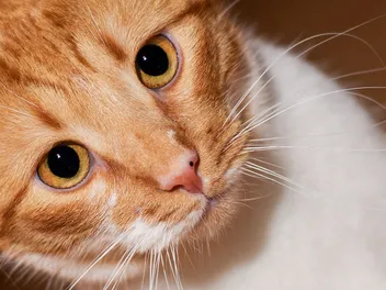 18 Cat Breeds With Huge Eyes (With Info & Pictures)
