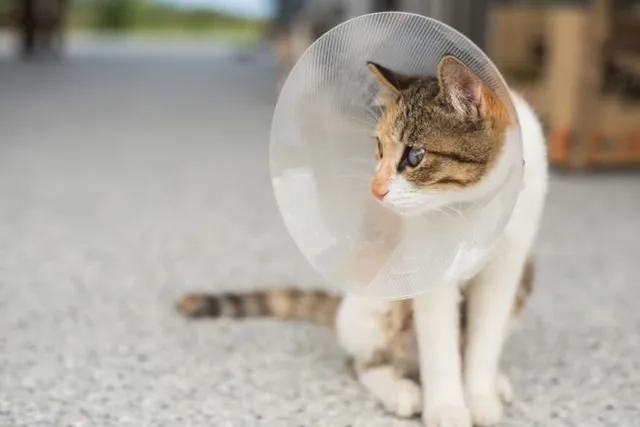 Can Neutering Your Cat Increase Their Life Expectancy? Vet-Reviewed Facts