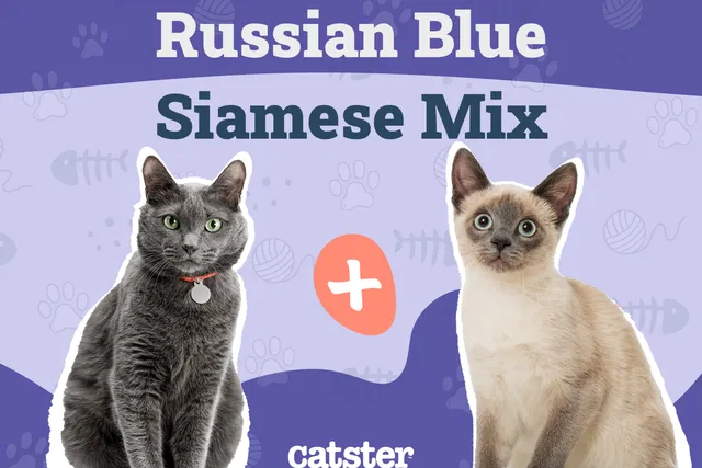 Russian Blue Siamese Mix: Info, Pictures, Care & Traits