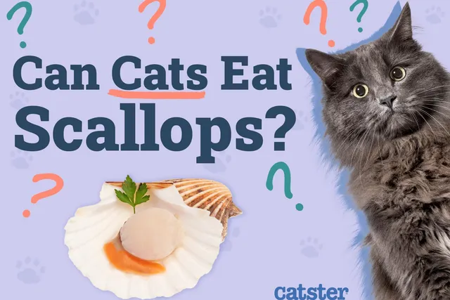 Can Cats Eat Scallops? Vet-Approved Facts & FAQ