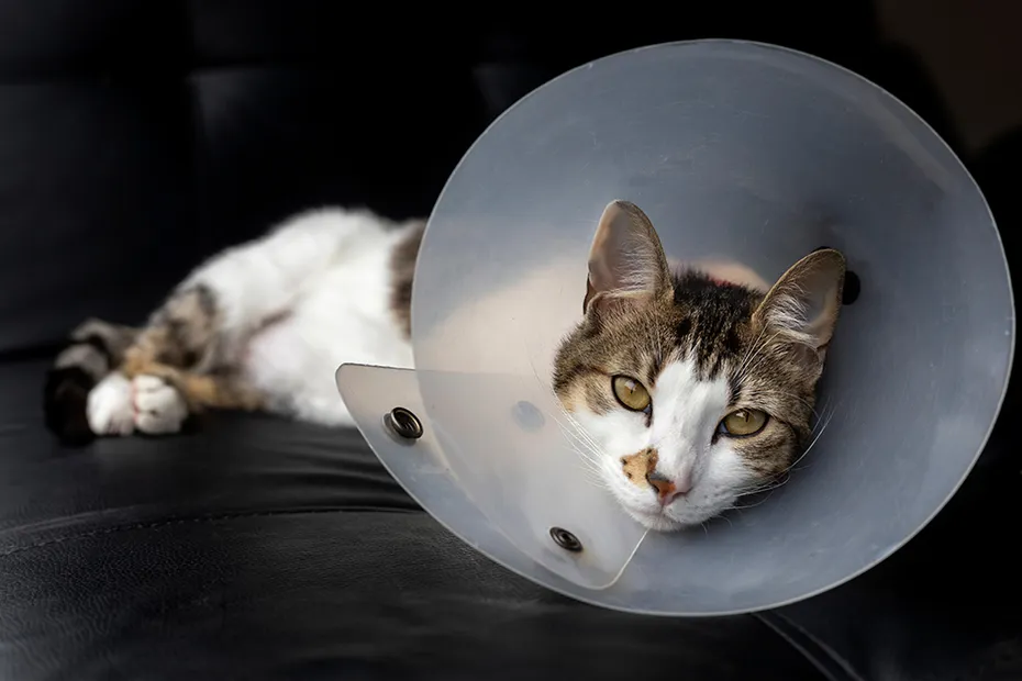 cat wearing e-collar lying down