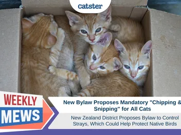 New Bylaw Proposes Mandatory "Chipping & Snipping" for Cats in New Zealand Which Could Protect Native Birds