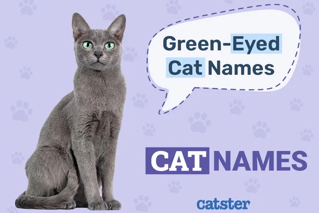 120+ Green-Eyed Cat Names: Great Ideas for Your Beautiful Cat