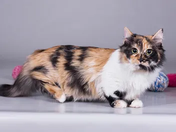 8 Frequently Asked Questions About Calico Cats Answered by Catster