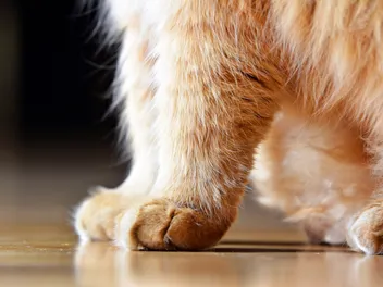 Why Do My Cat’s Feet Smell Like Fritos? Vet-Reviewed Facts & FAQ