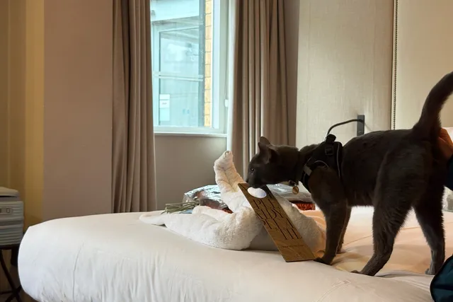 Bringing My Cat on a Romantic Weekend Away: Raphael Goes to York