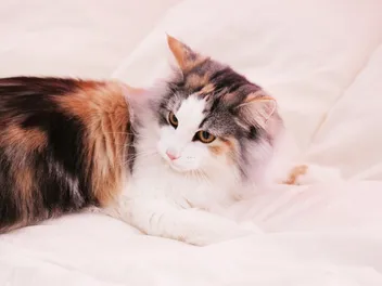 Can a Cat Detect Bed Bugs? Vet-Reviewed Facts & FAQ