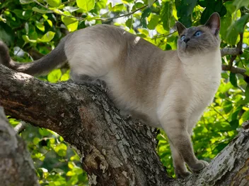 Blue Point Siamese: Info, Pictures, Temperament & Traits