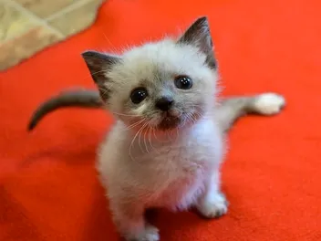 Tanzanite: Story of Paraplegic Kitten Who Fought to Survive