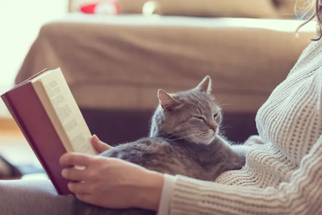 What Is a Jellicle Cat? History & Explanation