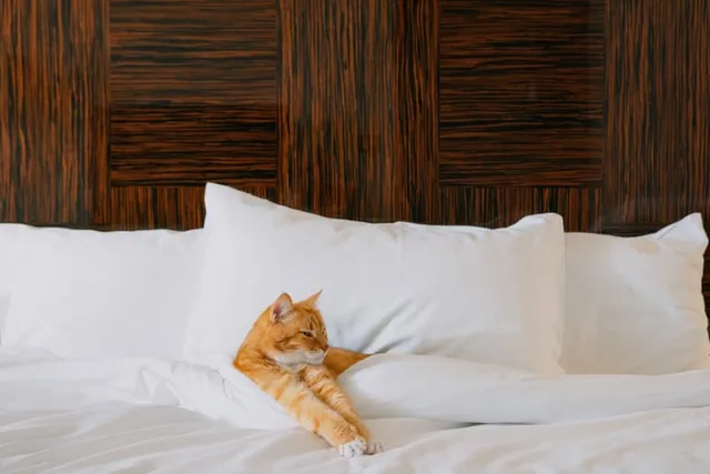 15 Pet-Friendly Hotels in Tallahassee, FL (2026 Update)