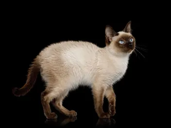 Toybob Cat Breed: Info, Pictures, Temperament & More