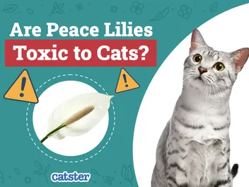 Are Peace Lilies Toxic to Cats? Vet-Verified Risks & FAQ