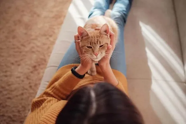 10 Ways to Monitor Your Cat’s Health at Home: Vet Verified