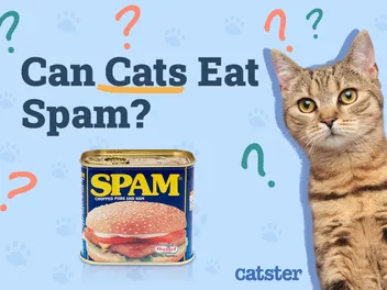 Can Cats Eat Spam? Our Vet Answers & Explains