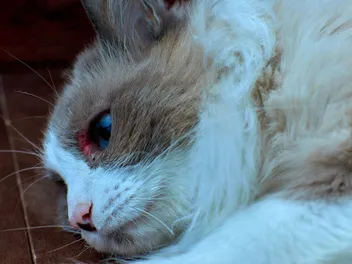 How To Clean A Cat's Wound - 7 Vet Approved Steps