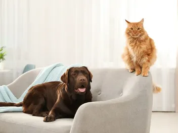 Do Cats Think Dogs Are Cats? Vet-Reviewed Science & Info
