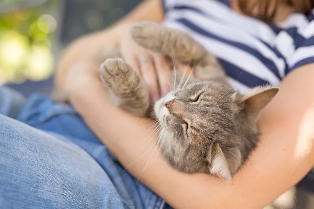 Can Cats Sense Anxiety & Depression? Vet-Approved Science & Info