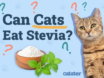 Can Cats Eat Stevia? Vet-Reviewed Facts & FAQ