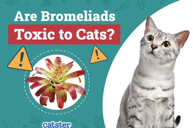 Are Bromeliads Toxic to Cats? Vet-Reviewed Houseplants Examined