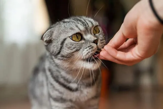 5 DIY Pill Pockets for Cats You Can Make Today