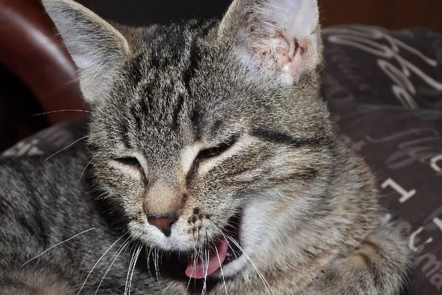 Kennel Cough in Cats: Our Vet Explains Signs, Treatment, Causes & Diagnosis